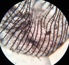 Cribraria cancellata