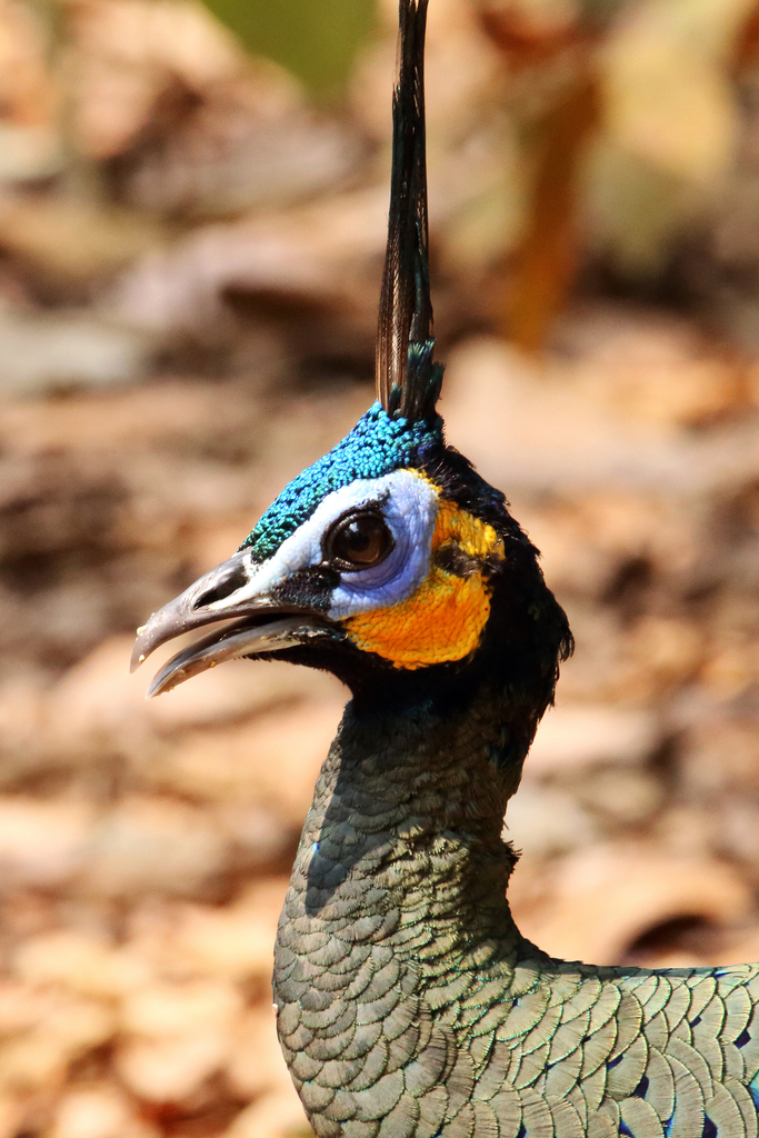 Green Peafowl