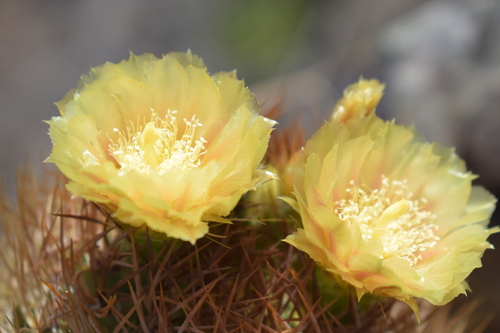 Eriosyce garaventae (Eriosyce garaventae)