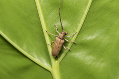 Peblephaeus decoloratus