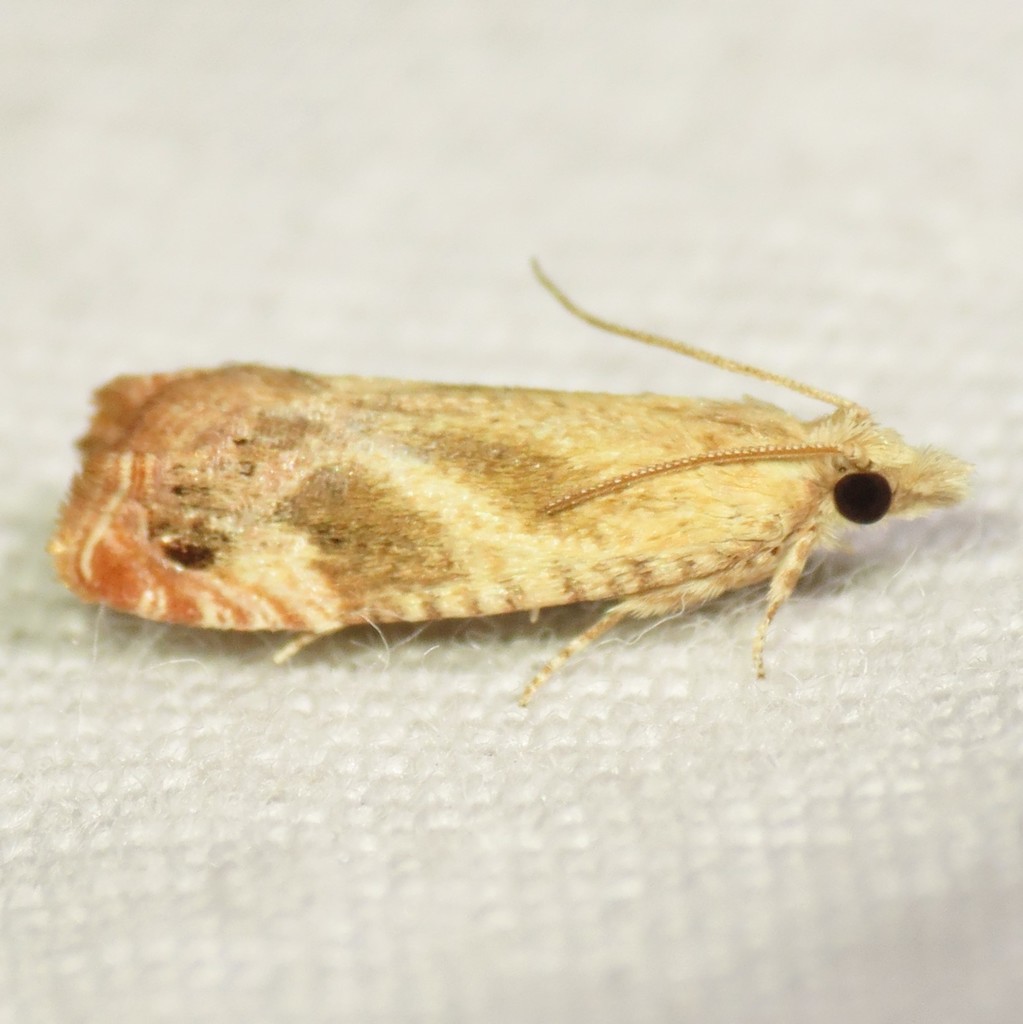 Catastega plicata