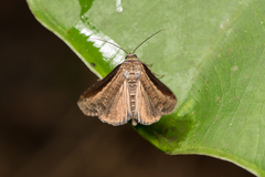 Lophoptera squammigera