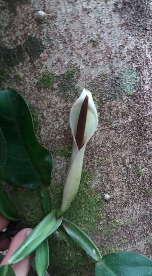 philodendron split leaf Philodendron Split Leaf 5 Gallon Philodendron Monstera Deliciosa Plant   NNplant
