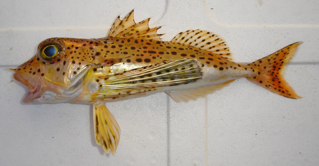 Pterygotrigla