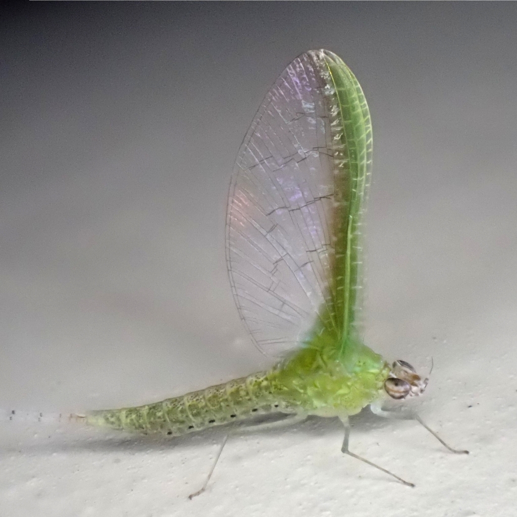Callibaetis gonzalezi