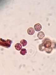 Cribraria cancellata