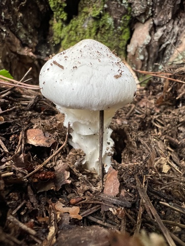 Tricholoma radicans