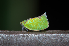 Salurnis marginella