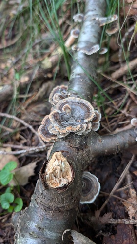 Trametes versicolor