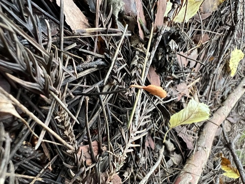 Ophiocordyceps nutans