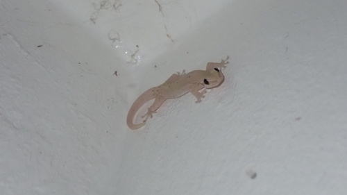 Lepidodactylus lugubris observed 2024-10-01