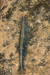 Neocaridina