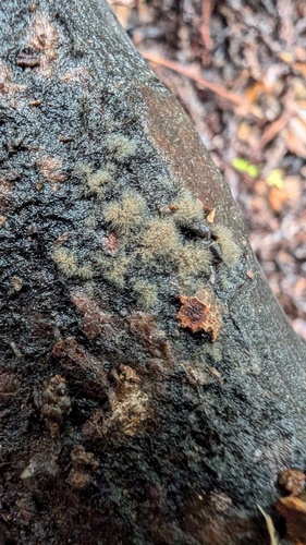 Trichaleurina tenuispora