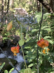 Lilium pardalinum shastense