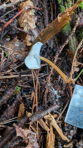 Strobilurus ohshimae