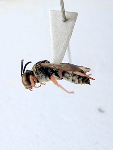 Dwarf Cellophane-cuckoo Bee photo 5