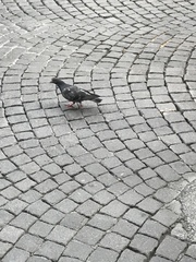 Columba livia domestica