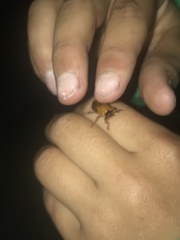 Cyclocephala pasadenae