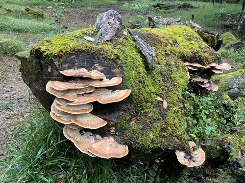 Fomitopsis dickinsii
