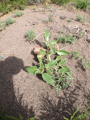 Tripterocalyx micranthus