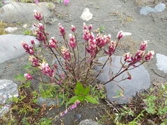Castilleja raupii