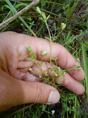 Galium tinctorium