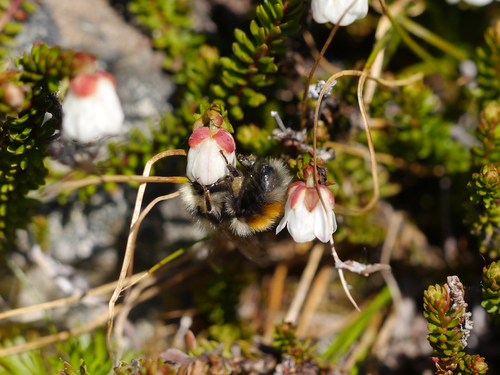 Forest Bumble Bee photo 4