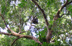 Pongo pygmaeus morio