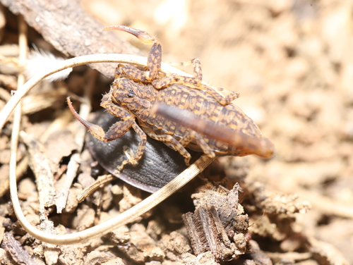 Little Marbled Scorpion photo 4