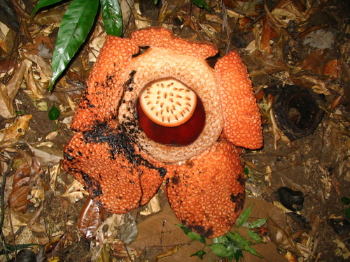 Rafflesia keithii (Rafflesia keithii)