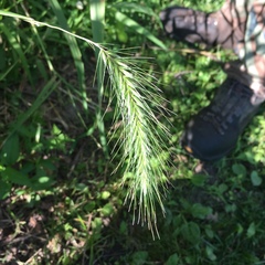 Elymus villosus