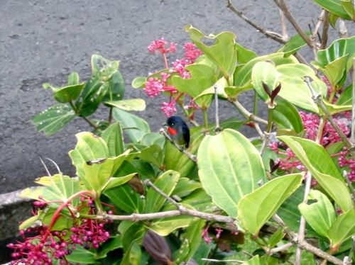 Dicaeum monticolum