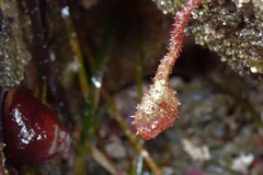 Boltenia villosa