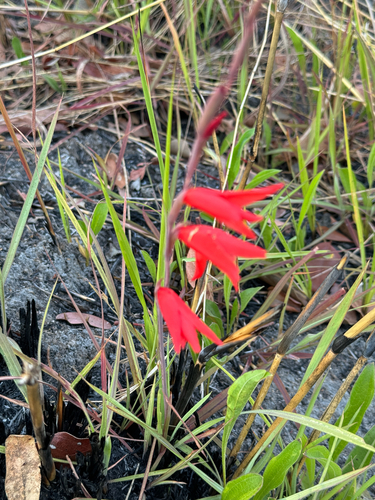 Image of Gladiolus melleri by (c) William Stephens, some rights reserved (CC BY)
