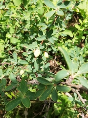 Berberis sibirica