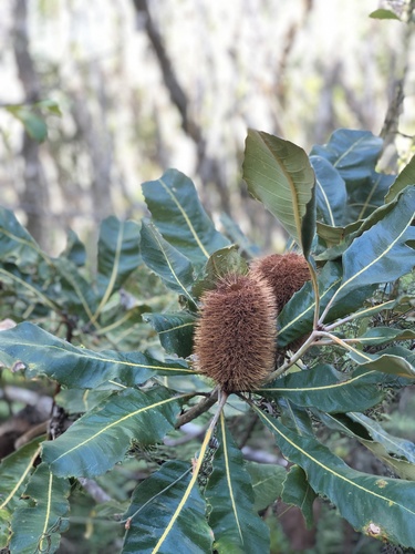 Banksia robur