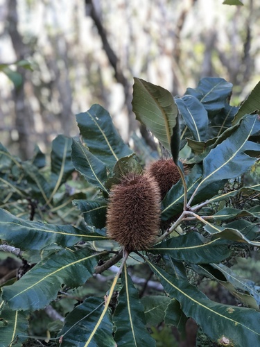 Banksia robur