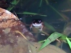 Leptodactylus colombiensis