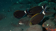 Epaulette Surgeonfish photo 2