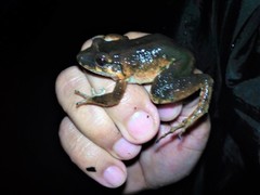 Leptodactylus colombiensis