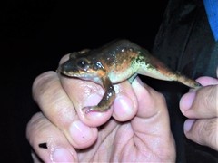 Leptodactylus colombiensis