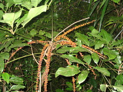 Schefflera