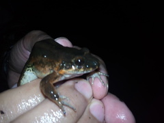 Leptodactylus colombiensis