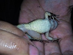 Leptodactylus colombiensis