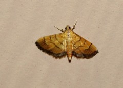 Orphanostigma haemorrhoidalis