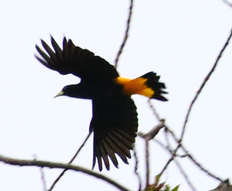 Yellow rumped bird named Cacique (latin name Cacicus cela) is hiding in the  leafs of tropical tree. Small black bird with blue eyes and yellow wings i  Stock Photo - Alamy