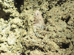 Cercyonis sthenele