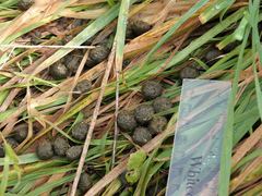 Oryctolagus cuniculus cuniculus