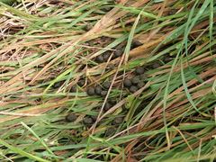 Oryctolagus cuniculus cuniculus