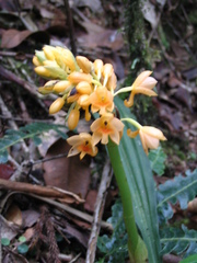 Calanthe pulchra